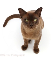 Brown Burmese cat, sitting and looking up