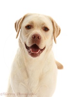 Pale Yellow Labrador, 3 years old