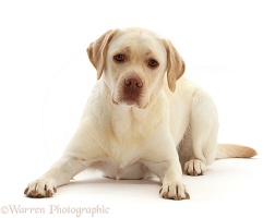 Pale Yellow Labrador, 3 years old