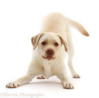 Pale Yellow Labrador, 3 years old, in play-bow