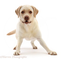 Pale Yellow Labrador, 3 years old, inviting play