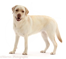 Pale Yellow Labrador, 3 years old, standing