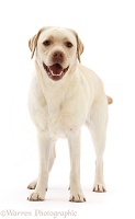 Pale Yellow Labrador, 3 years old, standing