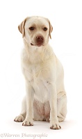 Pale Yellow Labrador, 3 years old, sitting