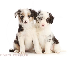 Two Border Collie puppies, 6 weeks old, sitting
