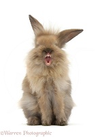 Young fluffy Lionhead rabbit, Yawning