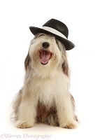Bearded Collie, wearing a trilby hat
