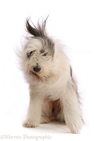 Bearded Collie, 15 months old, shaking