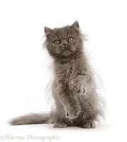 Scruffy Blue Persian kitten, sitting up