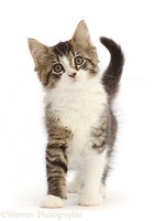 Tabby-and-white kitten, standing