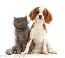 Scruffy Blue Persian kitten, and Cavalier pup