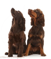 Chocolate brown Cocker Spaniels, sitting and looking up