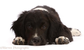 Black-and-white Sprocker Spaniel pup, lying with chin on floor