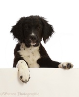 Black-and-white Sprocker Spaniel pup, paws over