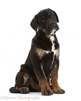 Tricolour Rottweiler x Bulldog pup, sitting