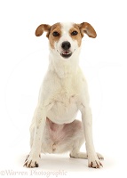Orange-and-white Jack Russell Terrier
