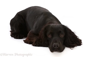 Black Cocker Spaniel lying with chin on the floor