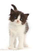 Black-and-white kitten, standing