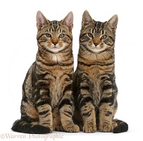 Tabby cats sitting together