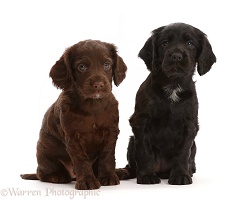 Back and Chocolate Cocker Spaniel Puppies, 5 weeks old