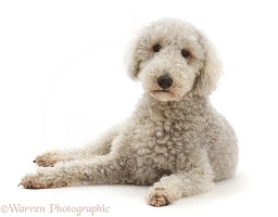 Bedlington Terrier, 6 years old, lying with head up