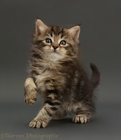 Ragdoll-cross kitten, standing on grey background