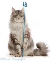 Silver tabby cat with trident