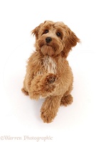 Orange Cockapoo pup, 4 months old, sitting with raised paw