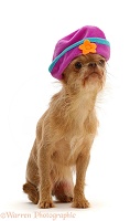 Chihuahua cross, wearing a hat