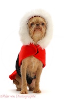 Chihuahua cross, wearing a Christmas coat