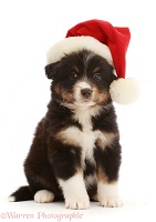 Tricolour Miniature American Shepherd puppy, with Santa hat