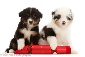 Miniature American Shepherd pups, with Christmas cracker