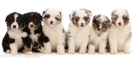 Six Miniature American Shepherd puppies