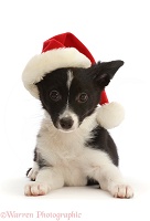 Black-and-white mini American Shepherd puppy, with Santa hat