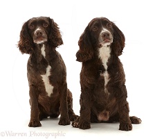 Chocolate Cocker Spaniels, sitting together