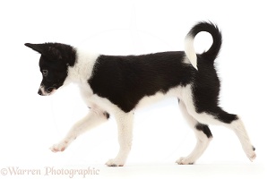 Collie x Papillon puppy, 12 weeks old, walking across