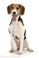 Portrait of Beagle, sitting with tongue out