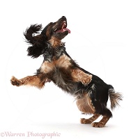 Blue Roan Tricolour Cocker Spaniel, jumping up, ears flapping