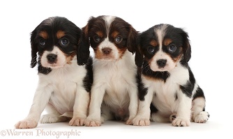 Three Cavalier puppies sitting in a row
