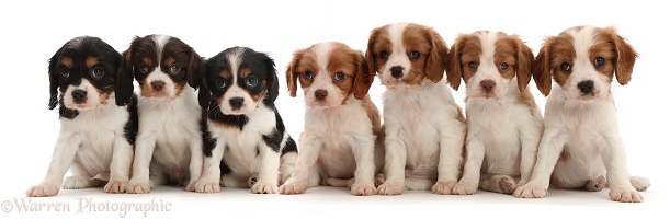 Seven Cavalier puppies, 6 weeks old, sitting in a row