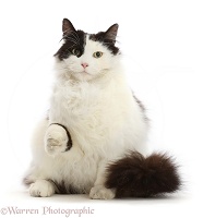 Chubby black-and-white cat pointing a paw