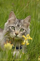 Silver tabby cat among Cowslip flowers