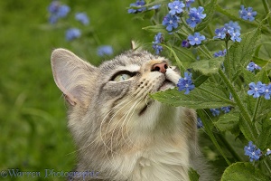 Silver tabby cat sniffing flowers