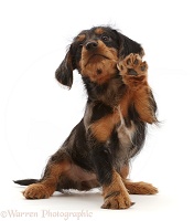 Dachshund x Yorkie puppy, waving