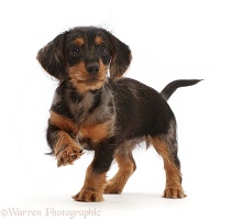 Dachshund x Yorkie puppy, standing with raised paw