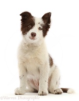 Brown-and-white Border Collie puppy, sitting