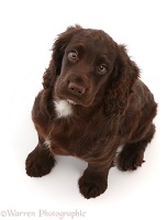 Chocolate Cocker Spaniel puppy, sitting and looking up
