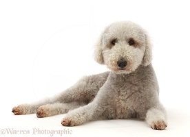 Bedlington Terrier, 6 years old, lying with head up