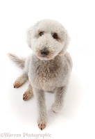 Bedlington Terrier, 6 years old, sitting and looking up