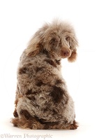 Chocolate merle Poodle looking round over shoulder